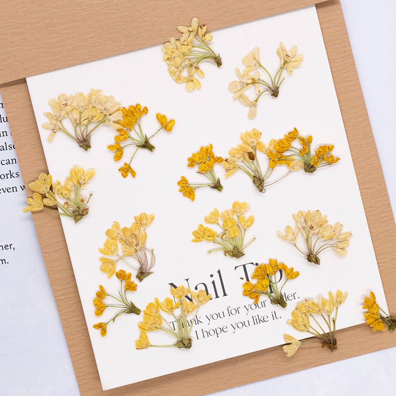 Dried Flower Bookmark - 24 Stück, Natürliche Echte Gepresste Blumen,