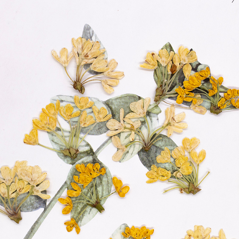 24 Stück, Natürliche Echte Gep – Dried Flower Bookmark Bewertung und Preis