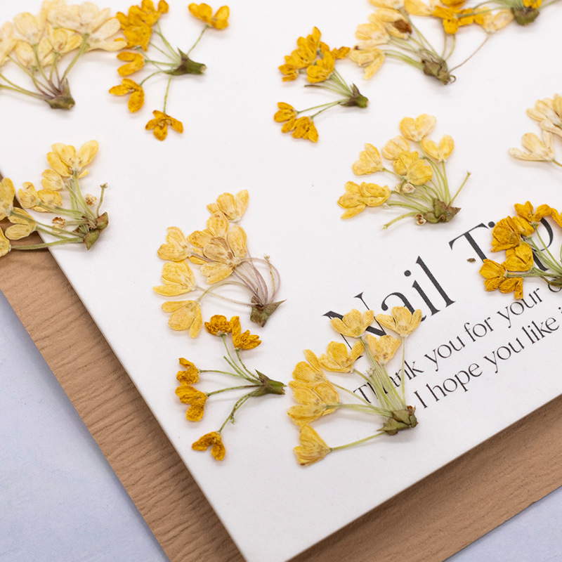 24 Stück, Natürliche Echte Gep – Dried Flower Bookmark Bewertung und Preis